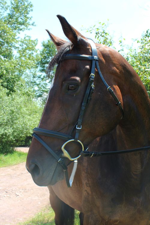Henri de Rivel Pro Padded Dressage Bridle w/Flash and Web Reins - Black/Black