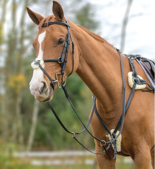 Shires Avignon Five Point Breastplate - Black