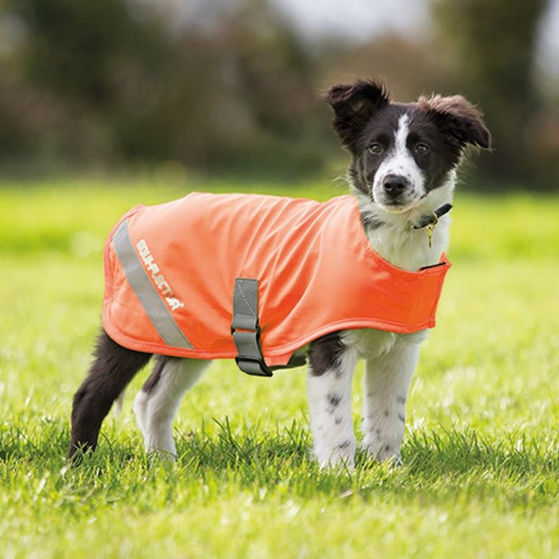 orange dog safety vest