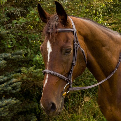 Henri de Rivel Advantage Fancy Raised Padded Bridle w/Laced Reins - Australian Nut