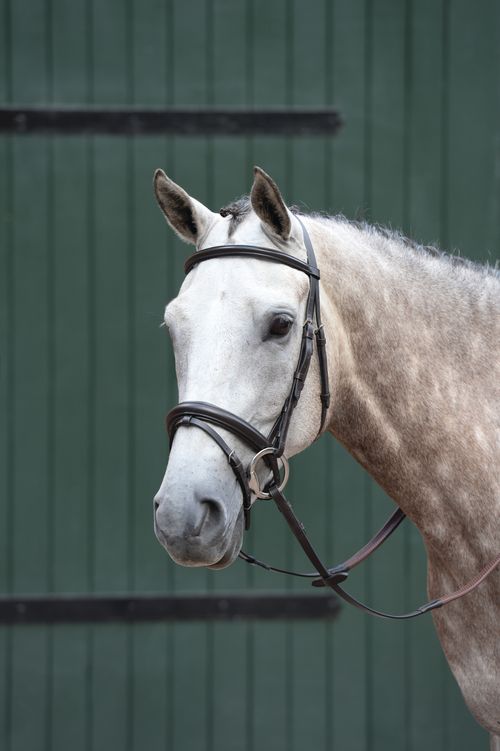 Collegiate Essential Padded Raised Flash Bridle - Brown