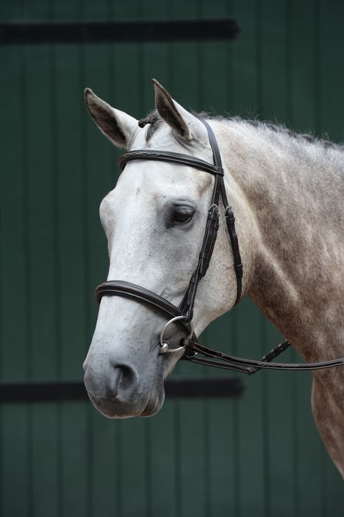 Collegiate Essential Padded Raised Fancy Stitched Cavesson Bridle - Brown