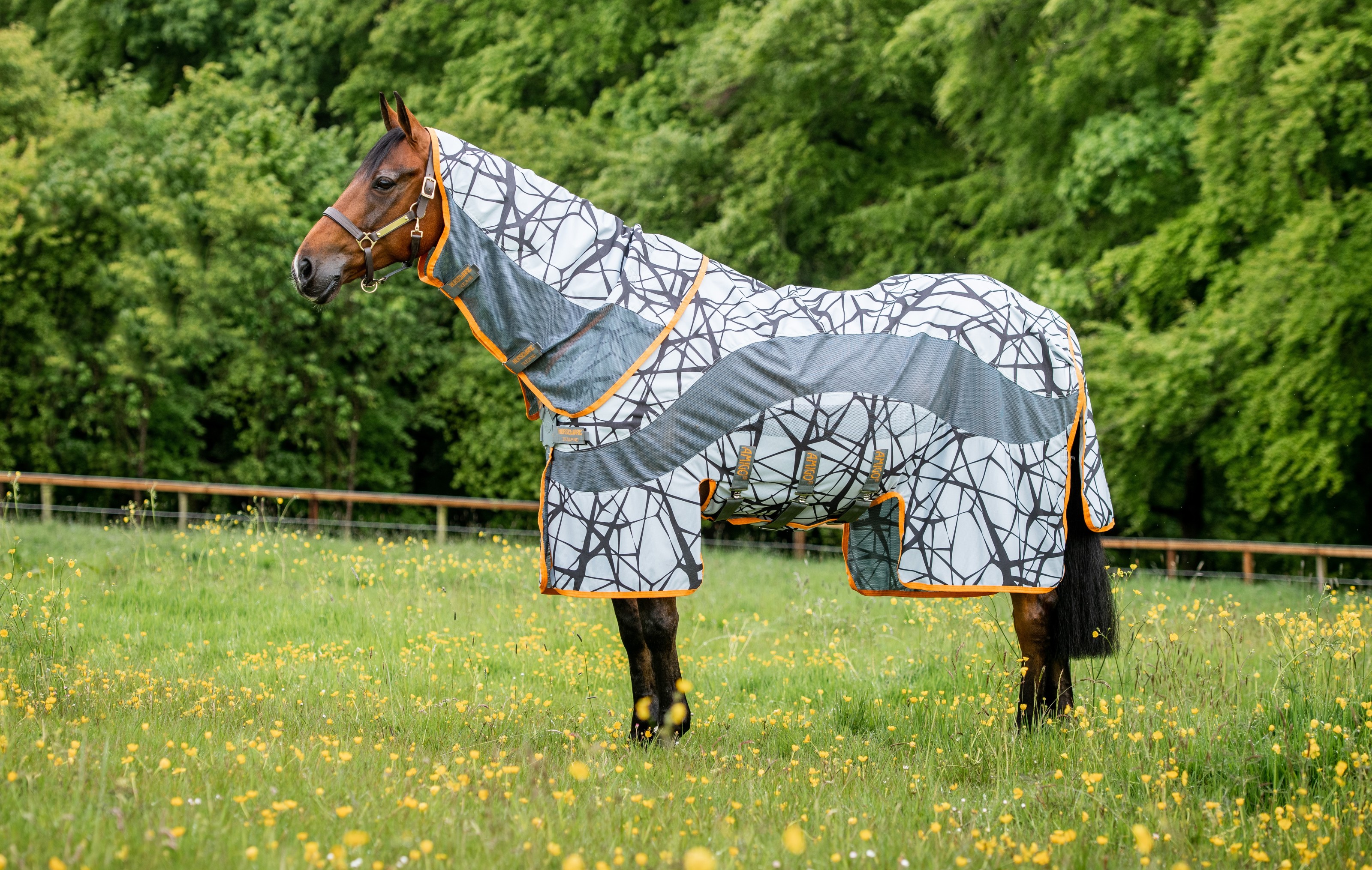 Save up to 75% off Top Equestrian Brands - Tack of the Day Save up to 75% off Top Equestrian Brands - Tack of the Day
