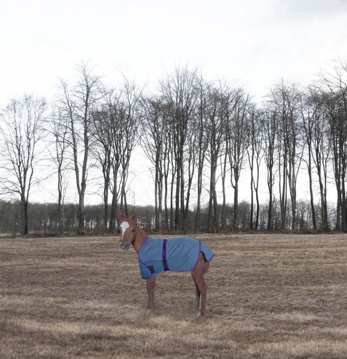 TuffRider 1200D Ripstop Foal Adjustable Turnout Blanket - Palace Blue