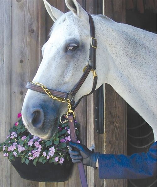 Nunn Finer Leather Shank - Havana