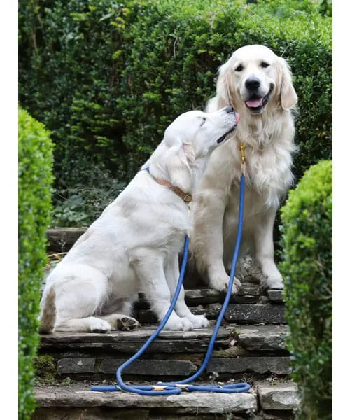 Digby & Fox Reflective Dog Lead - Royal