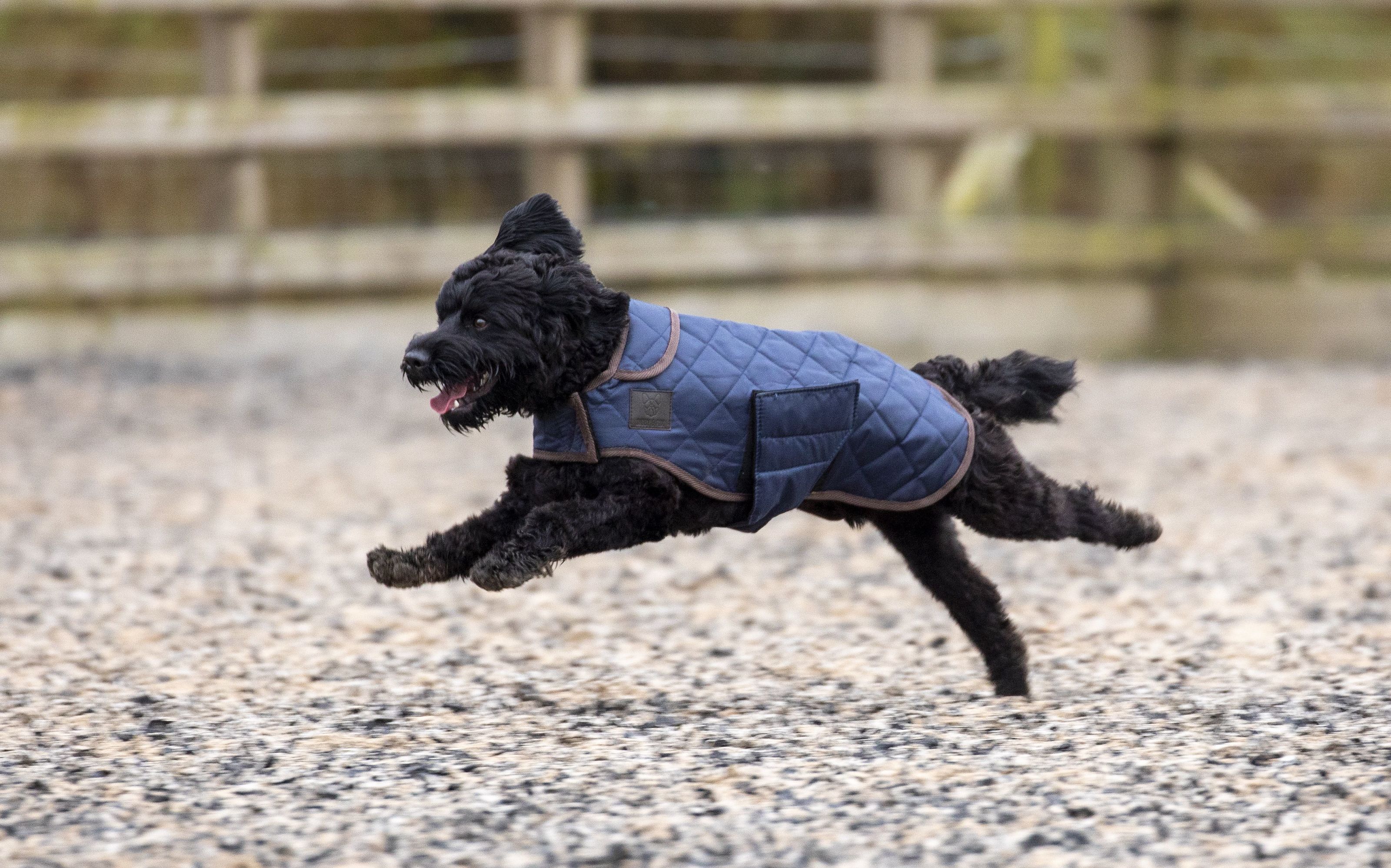 Digby & Fox Quilted Dog Coat Indigo Digby & Fox6620INDIGO Tack