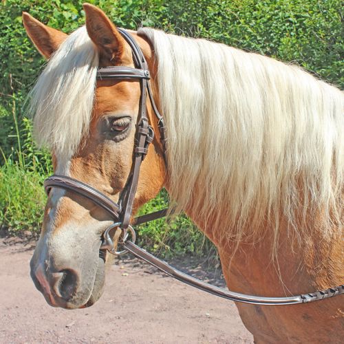 Henri de Rivel Pro Fancy Raised Comfort Crown Padded Bridle w/Reins - Havana