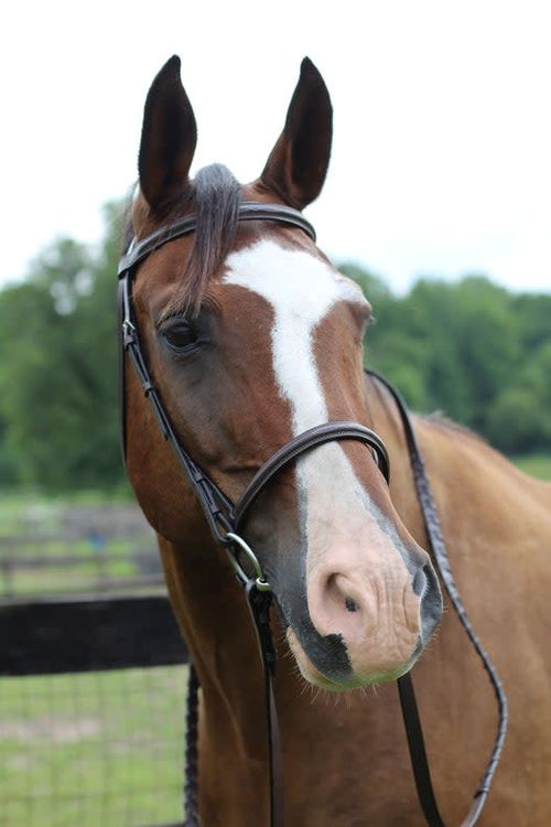 Henri de Rivel Pro Fancy Raised Bridle w/Laced Reins - Havana