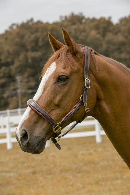 Henri de Rivel Cahill Padded Halter - Havana/Red