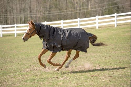 TuffRider 600 D Comfy Winter Combo Neck Turnout Blanket 200g - Black
