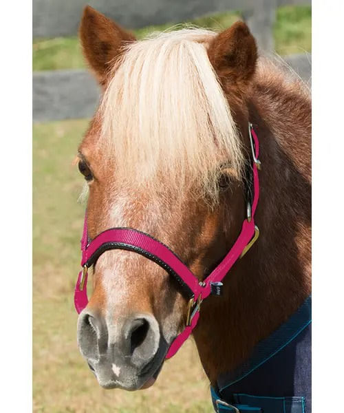 Shires Mini Topaz Halter - Raspberry