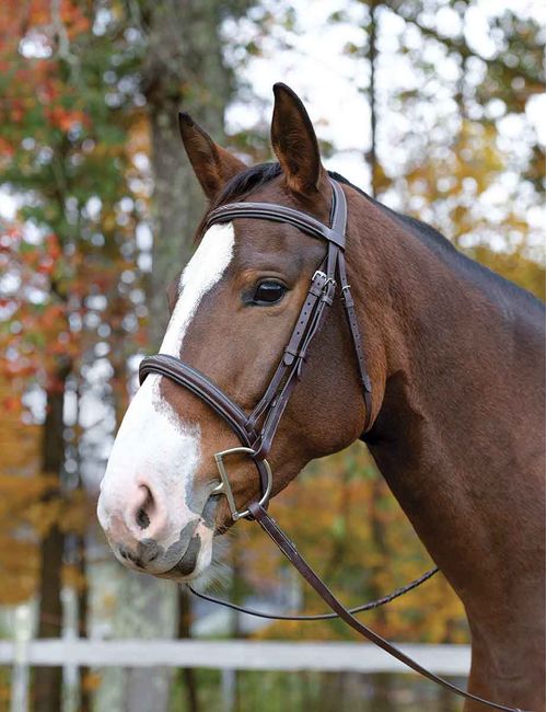 Shires Avignon Ocala Bridle - Havana