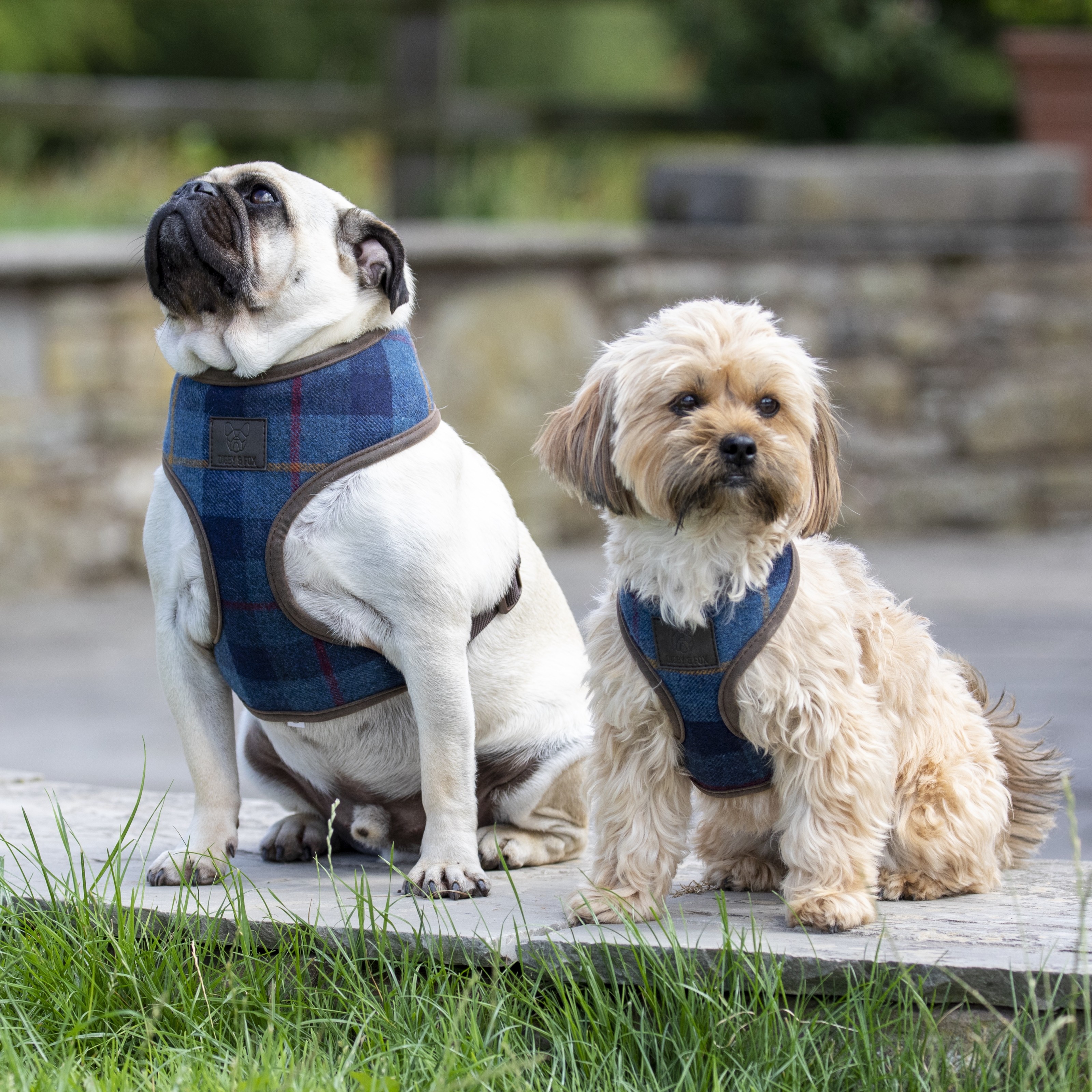 Digby & fox dog sales collars