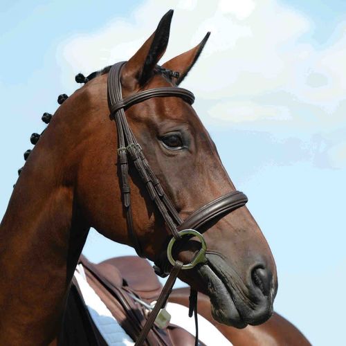 OPENBOX: Collegiate Syntovia+ Padded Raised Cavesson Bridle - Full - Brown