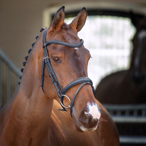 Shires Velociti Lusso Padded Raised Flash Bridle - Black