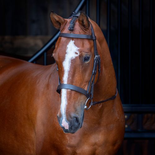 Shires Velociti Rapida Hunter Cavesson Bridle - Havana