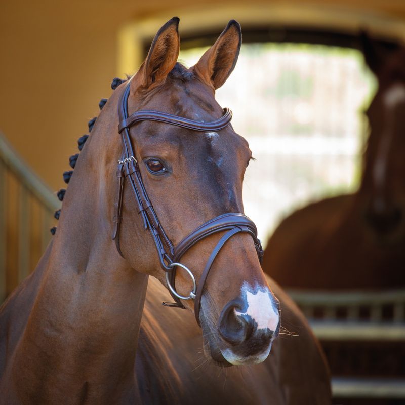 Shires Velociti Rapida Bridle