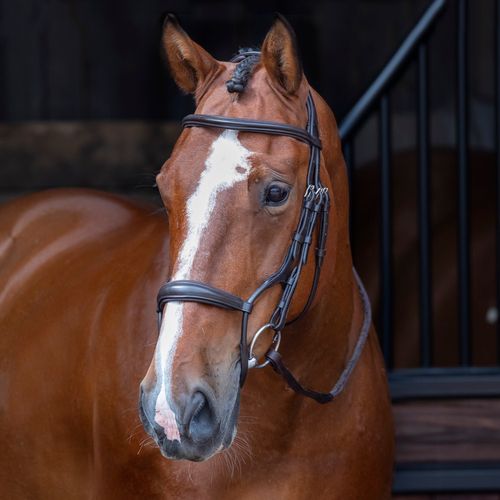 Shires Velociti Rapida Rolled Padded Cavesson Bridle - Havana