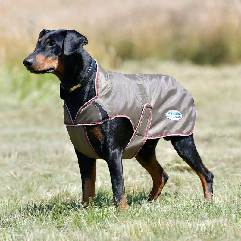 Burgundy and white clearance windbreaker