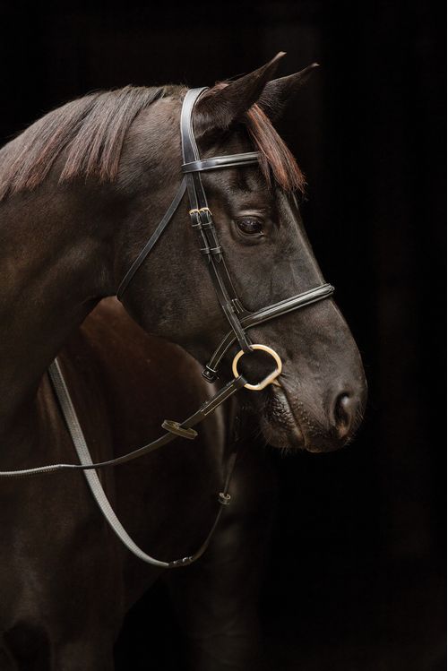 READY TO SHIP: Amigo Deluxe Hunter Snaffle Bridle - Large Horse - Black