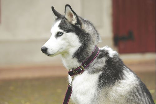 Amigo Dog Collar - Chocolate/Chocolate/Raspberry