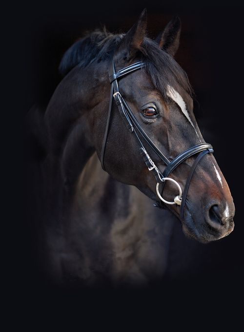 READY TO SHIP: Amigo Leather Bridle - Large Horse - Black