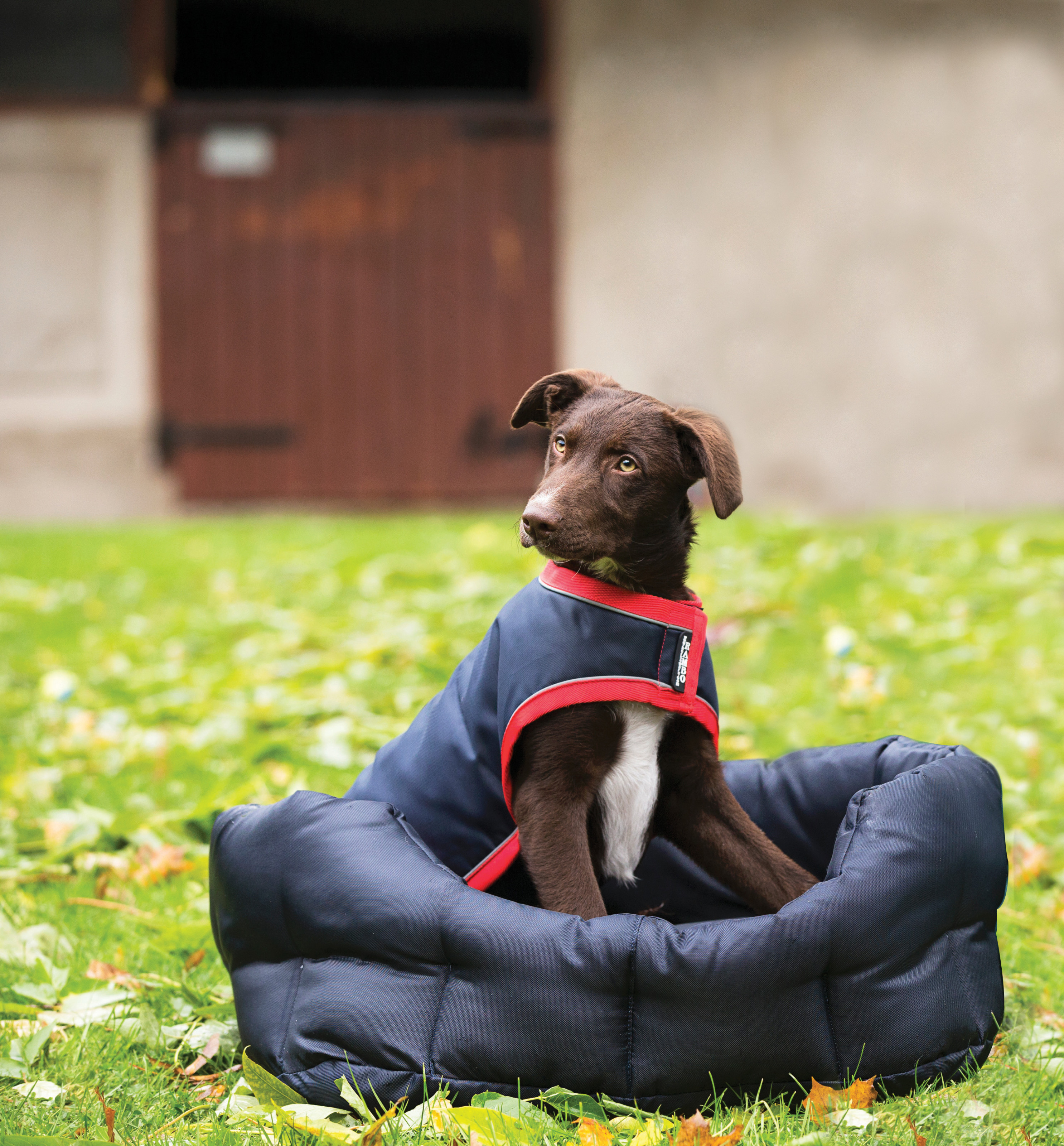 READY TO SHIP: Waterproof Dog Rug 100g - XX Small - Navy/Red - Tack Of ...