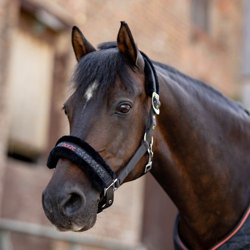Horze Pegasus Pony Halter and Lead Set - Caviar