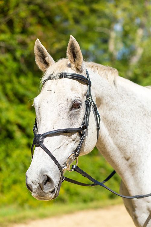 OPENBOX: Shires Avignon Woodside Bridle - Pony - Havana