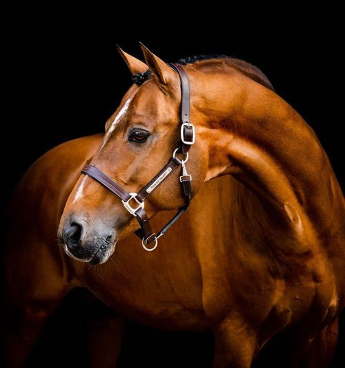 BARGAIN BARN: Horseware Signature Leather Halter - Large Horse - Brown