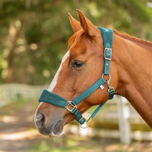 Equinavia Saga Fleece Padded Breakaway Halter - Turquoise