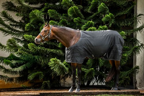 Amigo Stock Horse Stable 100g - Black/Black/Silver