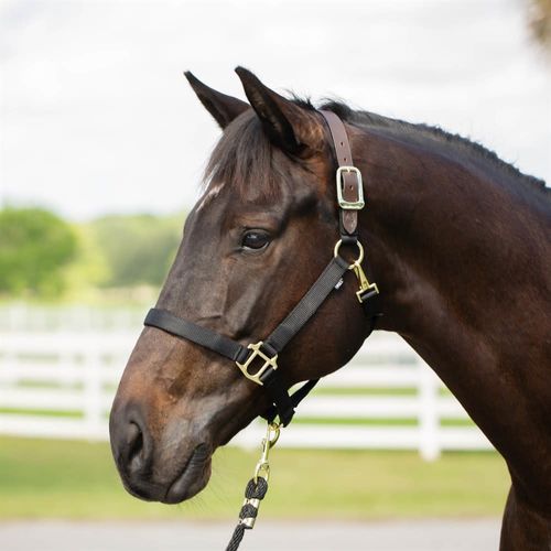 Equinavia Jarl Premium Breakaway Halter - Black