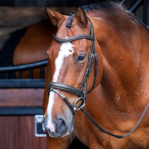 OVERSTOCK: Shires Velociti Rapida Dressage Bridle w/Flash - Cob - Black