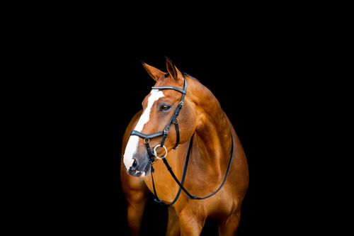 OVERSTOCK: Rambo Micklem 2 Diamante Competition Bridle - Large Cob - Black