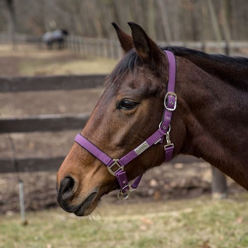 Lettia EquiFine Halter - Aubergine