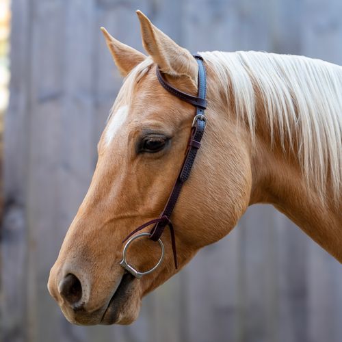 Shires Velociti One Ear Headstall w/Rawhide Knotting - Dark Oil