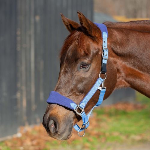 Equinavia Saga Fleece Padded Breakaway Halter - Clear Sky/Skipper Blue