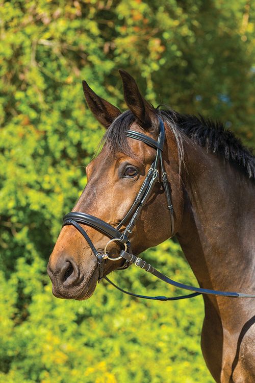 BARGAIN BARN: Shires Avignon Aspen Bridle - Horse - Black